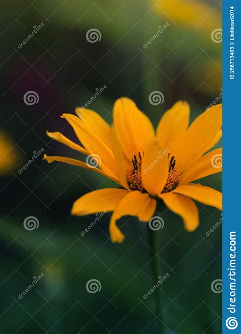 Cute Yellow Summer Flowersdelicate Yellow Flowers Stock Image Image