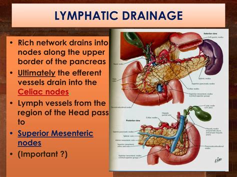 Lymphatic Drainage Of The Pancreas Medical Anatomy Human Anatomy And