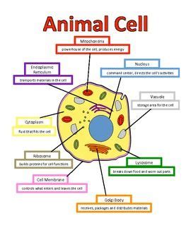 They are sites for protein synthesis and found in two locations: Animal cell, Anchor charts and Anchors on Pinterest