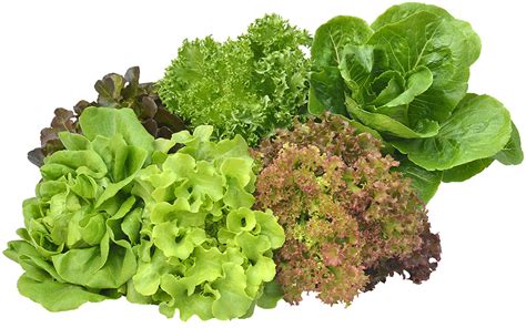 Types Of Lettuce The Home Depot