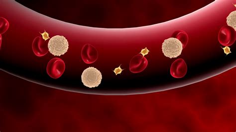 Blood Cells Moving Through Blood Vessel Stock Motion Graphics Sbv