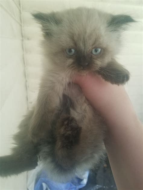 Found 23 himalayan pets and animals ads from michigan, us. Himalayan Persian For Sale in Michigan (8) | Petzlover