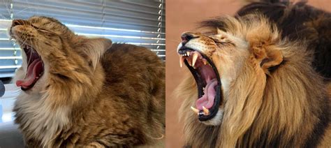 This Cat Doing His Best Impression Of A Lion Raww
