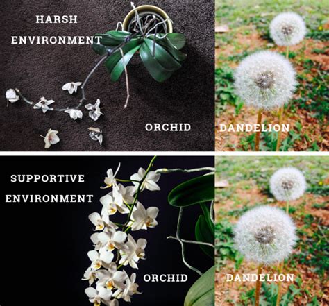 The Orchid Hypothesis Why Some Children Are Orchids And Others Dandelions