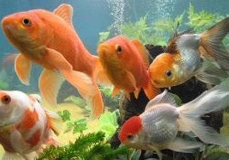 5 Easy Fish Tank Care and Maintenance Tips for Beginners | PetHelpful