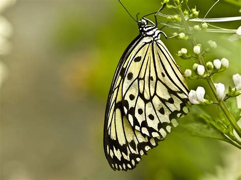 Find & download free graphic resources for butterfly background. Butterfly, Macro wallpapers and images - wallpapers, pictures, photos