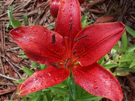 Red Lily Lilys Flowers Hd Wallpaper Pxfuel