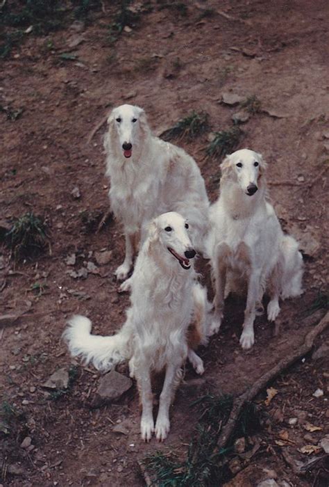 Pottermore (appears as a patronus). borzois | Borzoi | Borzoi dog, Borzoi puppy, Dogs