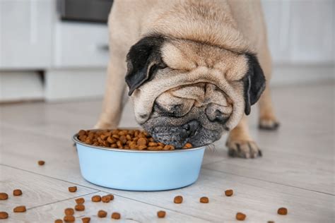 Best Dog Food For Pugs Top 10 In 2022 Dog Food Care