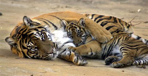 Mother Sumatran Tiger Malaya Holds One Of Her Two 20 Week Old Cubs