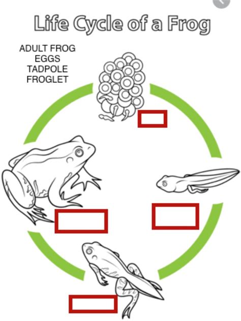 Life Cycle Of A Frog Interactive Worksheet