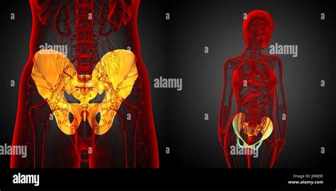 3d Rendering Medical Illustration Of The Pelvis Bone Stock Photo Alamy