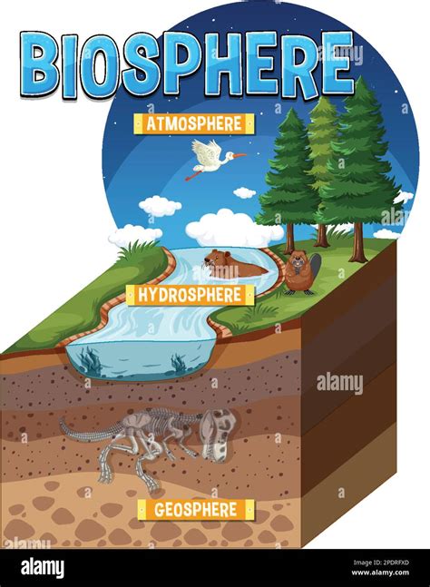 Biosphere Ecology Infographic For Learning Illustration Stock Vector