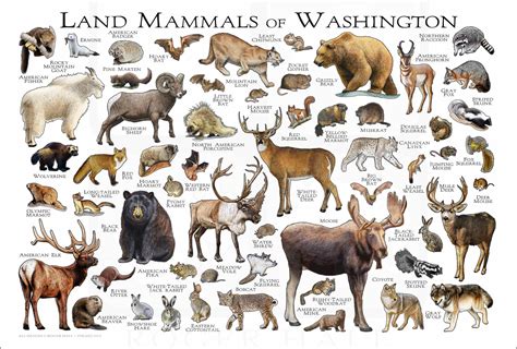 Mammals Of Washington Poster Print Washington Mammals Field Etsy Sweden