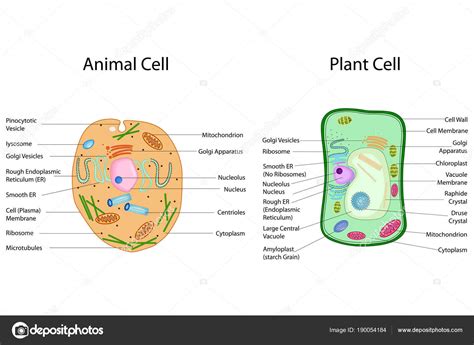 Gráfico De Educação De Biologia Para Diagrama De Células De Animais E