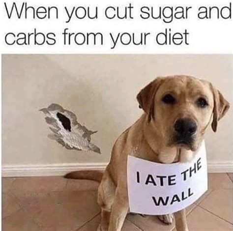 100 Pet Memes That Will Make You Lol Over And Over Again