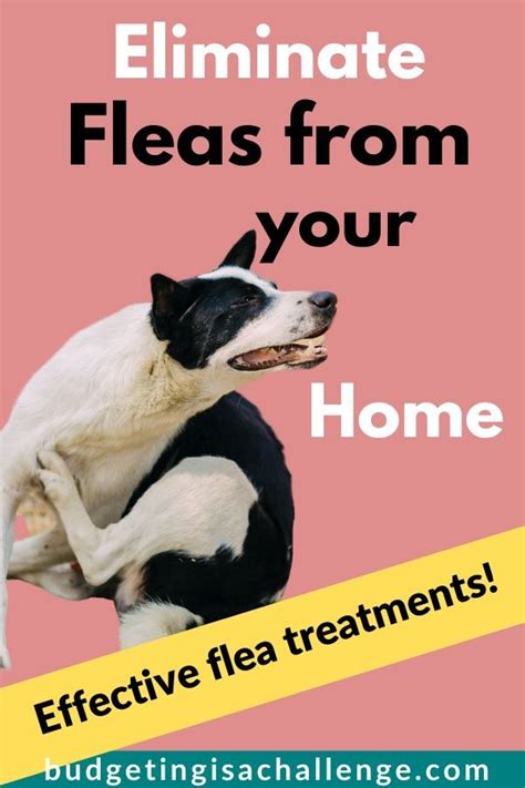 How To Get Rid Of Fleas In A House Fast Budgeting Is A Challenge
