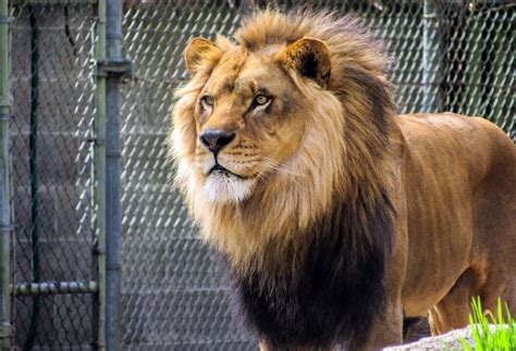 Drunk Man Jumps Inside Lion Enclosure In Delhi Zoo Escapes Unhurt