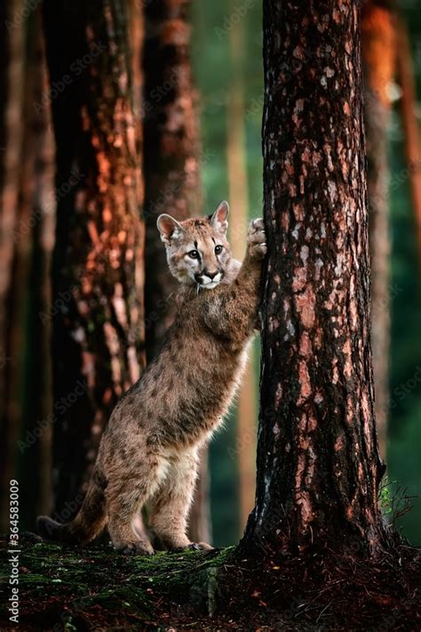 An American Cougar Puma Concolor Cub Playing In The Woods Cute Cougar Cub Playing In The