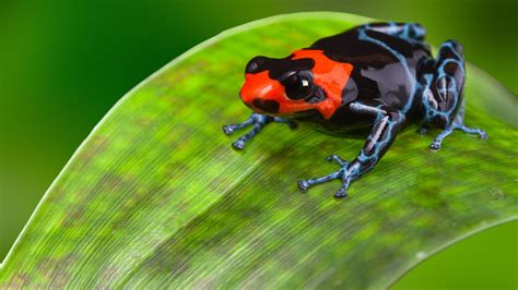 Free for commercial use no attribution required high quality images. 4K Wallpaper of Red and Blue Color Frog | HD Wallpapers