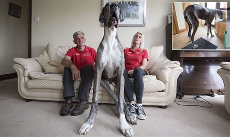Seven Foot Great Dane Could Be Crowned Worlds Tallest Dog Daily Mail