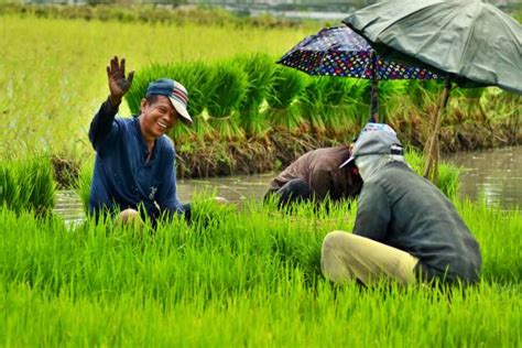 2000 Philippine Rice Farm Stock Photos Pictures And Royalty Free