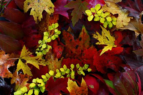 Fall Foliage Leaves Foliage Free Nature Pictures By Forestwander