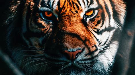 Tiger Face Hd Wallpapers P Infoupdate Org