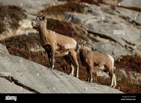 Female Rocky Mountain Bighorn Sheep Ovis Canadensis Stock Photo Alamy