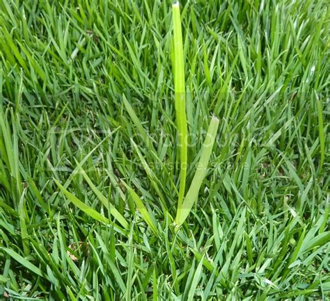 Help Id This Grass Forums
