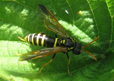 Horntails Wood Wasps And Sawflies Archives Page 20 Of 46 Whats