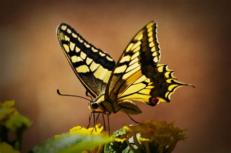 The Best And Most Comprehensive Butterfly Hd Wallpapers 1080p