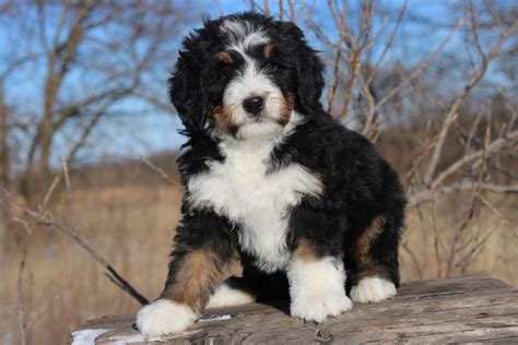 Mini Bernese Mountain Dog Puppies For Sale Near Me Bleumoonproductions