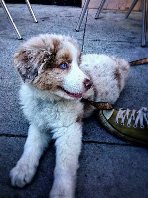 Pin By Tracey Lague Solow On Too Cute Australian Shepherd Puppy