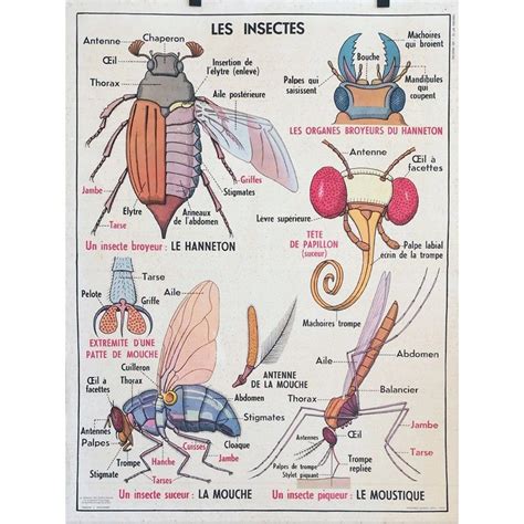Affiche Scolaire Mdi Les Insectes En 2019 Affiches Scientifiques