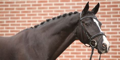 Dutch Warmblood Breed Profile Kwpn Horse Helpful Horse Hints