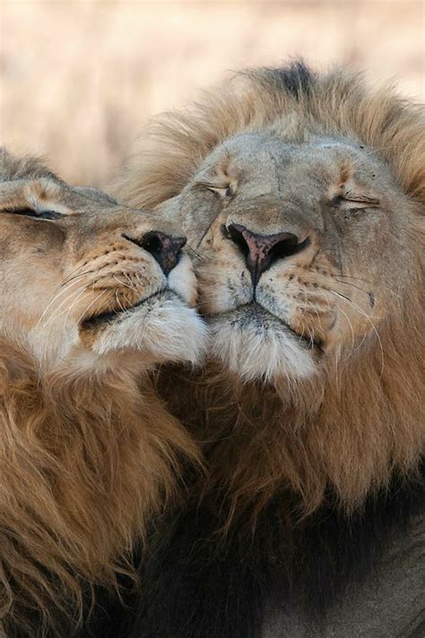 Pin By Juneclancy On Bond Lions Photos Lion Love Animals Beautiful