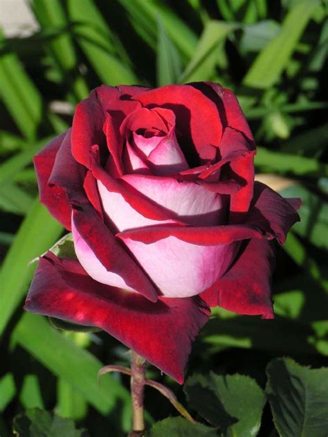 Osiria Rose Seeds Hybrid Tea Roses Beautiful Roses
