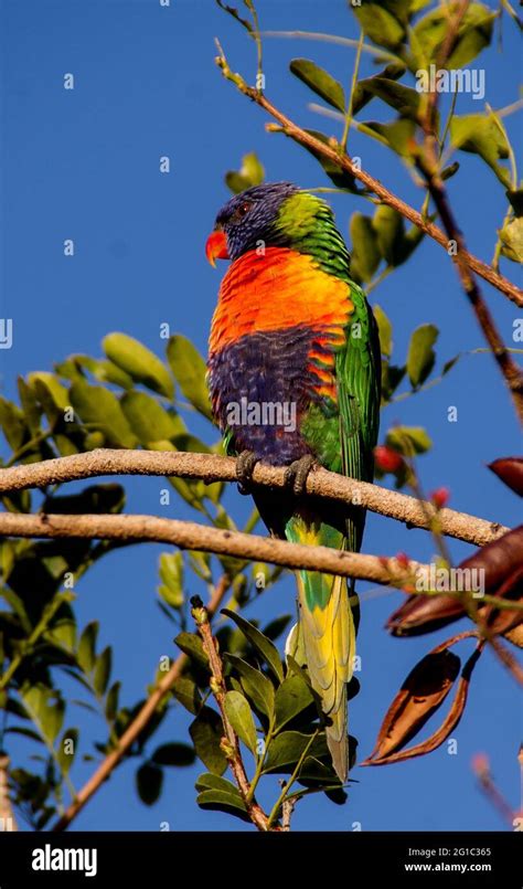 Rainbow Lorikeet Trichoglossus Moluccanus Perched In A Drunken Parrot