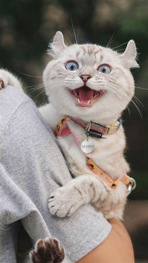 Check spelling or type a new query. Top 22+ Hình Nền Mèo Ngáo, Ảnh Nền Con Mèo Cute