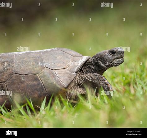 Usa Florida Gopher Tortoise On The Go Stock Photo Alamy