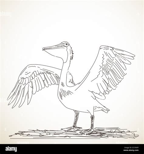 Hand Drawn Sketch Of Pelican With Spread Wings Stock Vector Image And Art Alamy