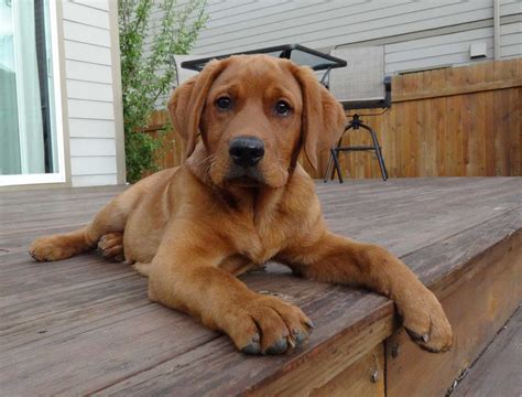 Find labrador retriever dogs and puppies from oregon breeders. Fox Red English Labrador. This is what the next Harrison ...