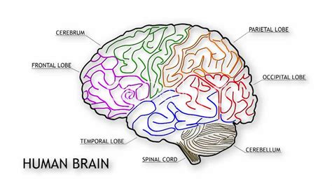 Draw The Diagram Of Human Brain Explain Its Functions