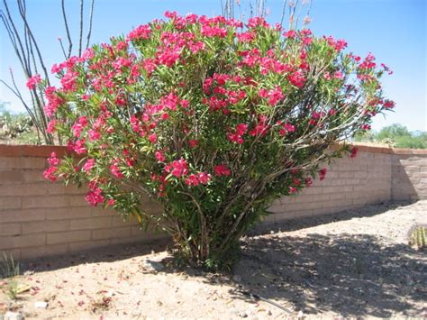 Gv Gardeners Oleanders Showing Off Get Out