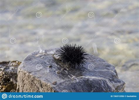 Sea Urchins Echinoidea Close Up Stock Photo Image Of Color Animal