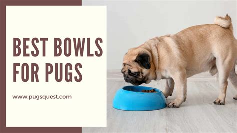 Whats The Best Food For A Pug Puppy 3 Look For One Approved By