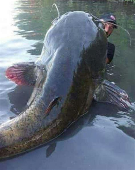 226 Lbs Catfish Caught On Brazos River Below Possum Kingdom Dam