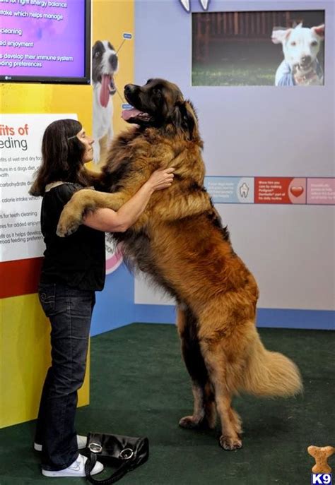 Leonberger The Mighty Lion Of Dogs Uncruel