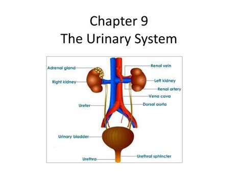 Urinary System Diagram Printable